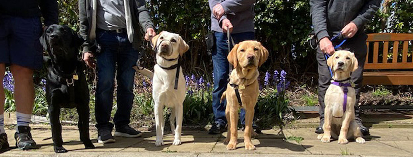 Liverpool Guide Dogs, left to right, are: Guinness, Ismay, Nicki and Rooney