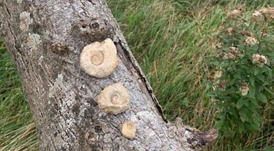 The three ammonite fossils.