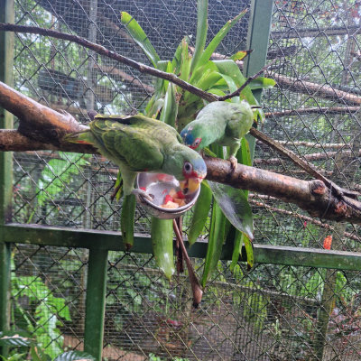 Feeding the Amazons Feeding the Amazons